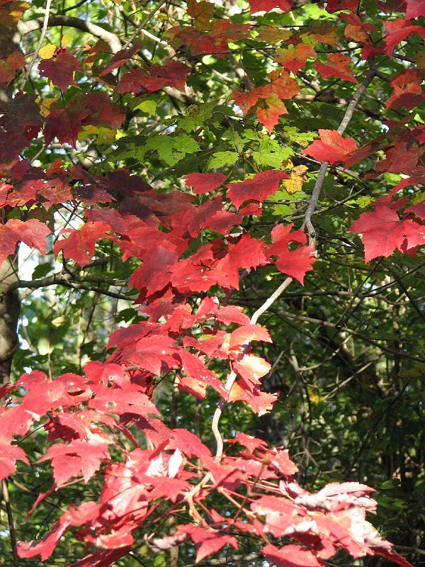 2008-10-11_Tiverton_Trustom 079.jpg